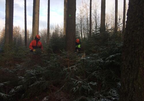 Forstarbeiter bereiten die Fällung der Bäume vor