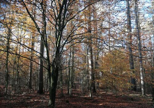 Geeignete Blockhaus - Bäume im Forst