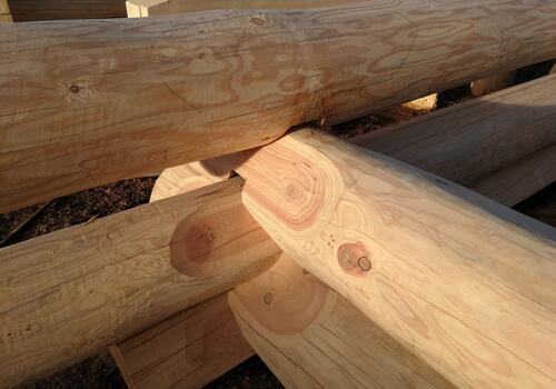 Ein Stamm liegt in der sogenannten "Rough Notch"