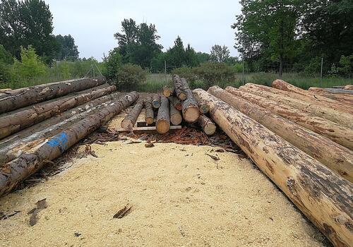 Fichten warten auf das entrinden