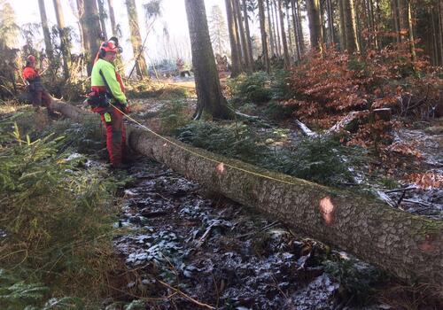 Bäume für ein Blockhaus werden gefällt.
